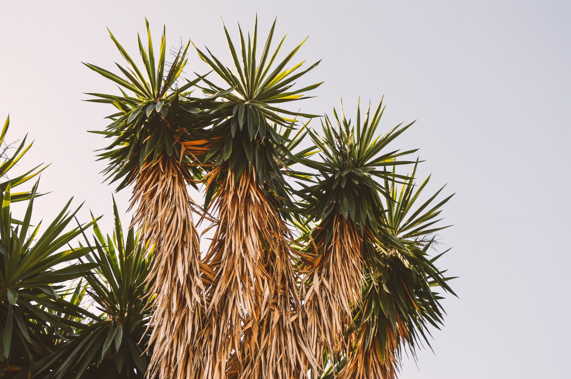 yucca feuilles jaunes